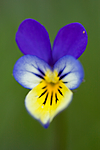 BB 05 0284 / Viola tricolor / Stemorsblom